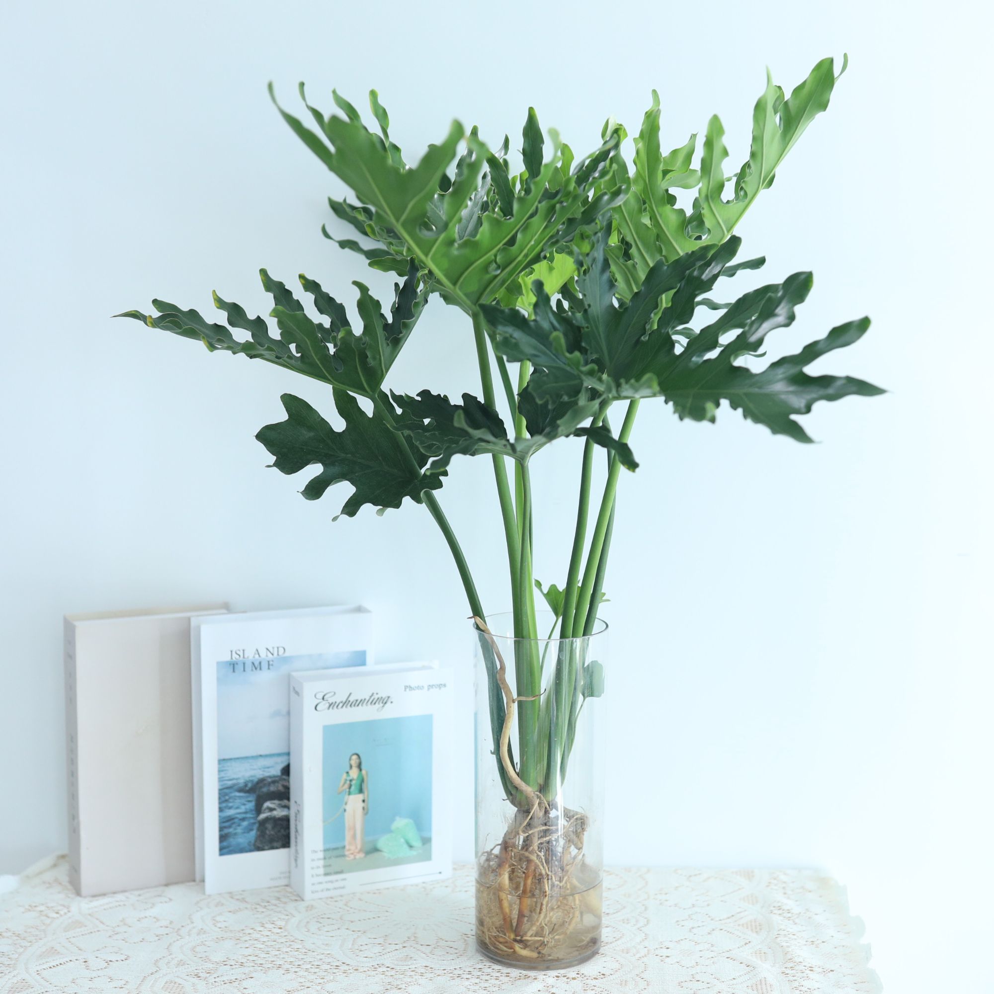 龙鳞春羽老苗水培植物小天使春雨客厅桌面蔓绿绒盆栽室内观叶绿植