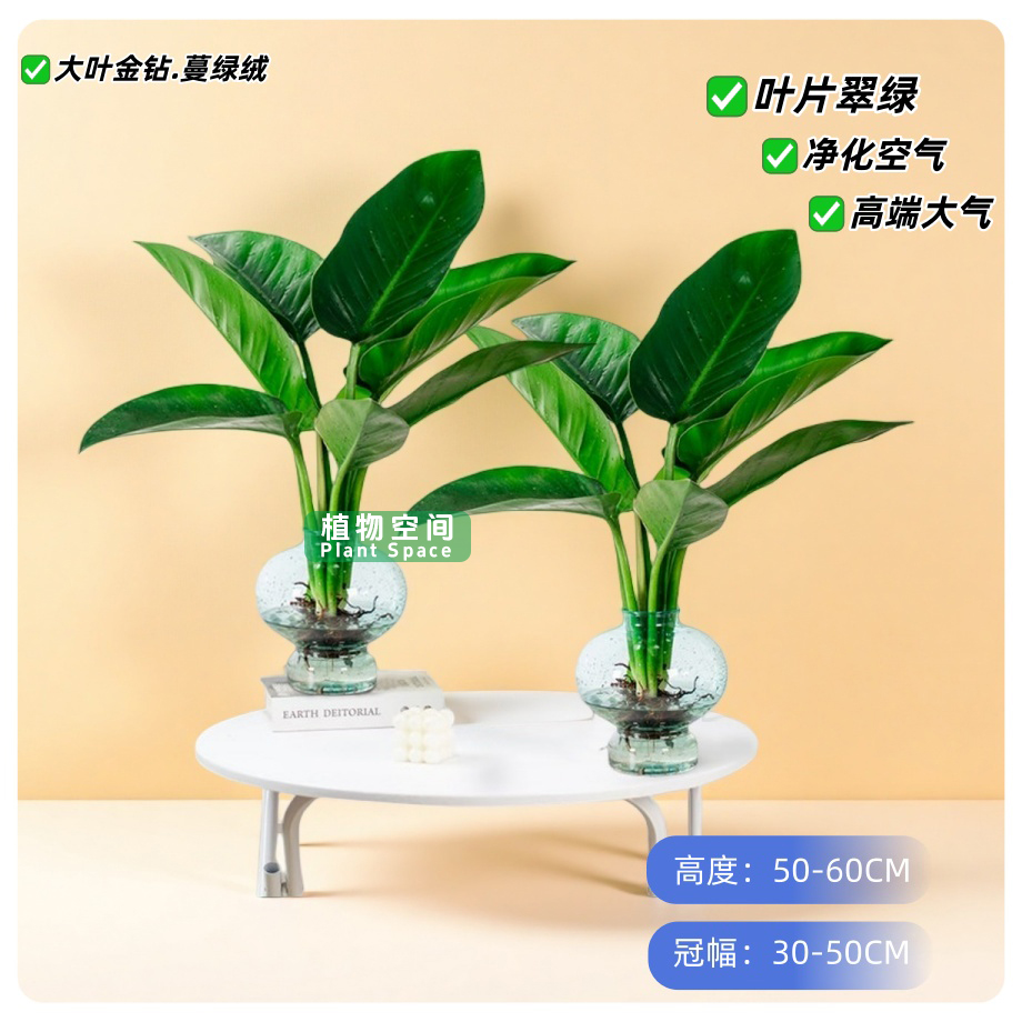 拍一发二大叶金钻绿公主净化空气50-60cm（不带瓶发货）