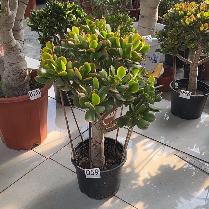 彩玉树花月独杆老桩