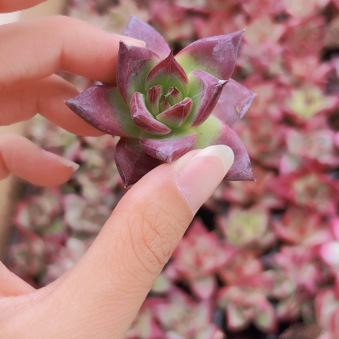 小穴苗血罗2米1颗