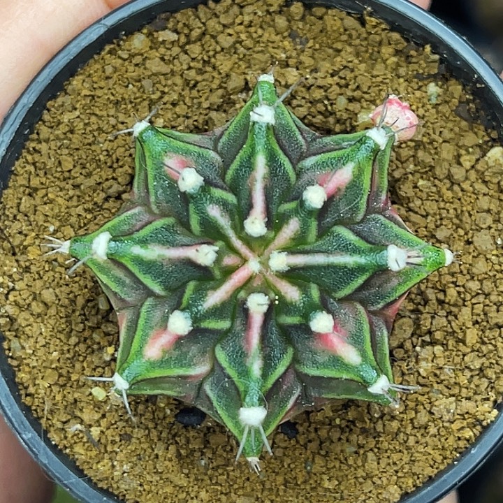 粉白臀 一物一拍。 