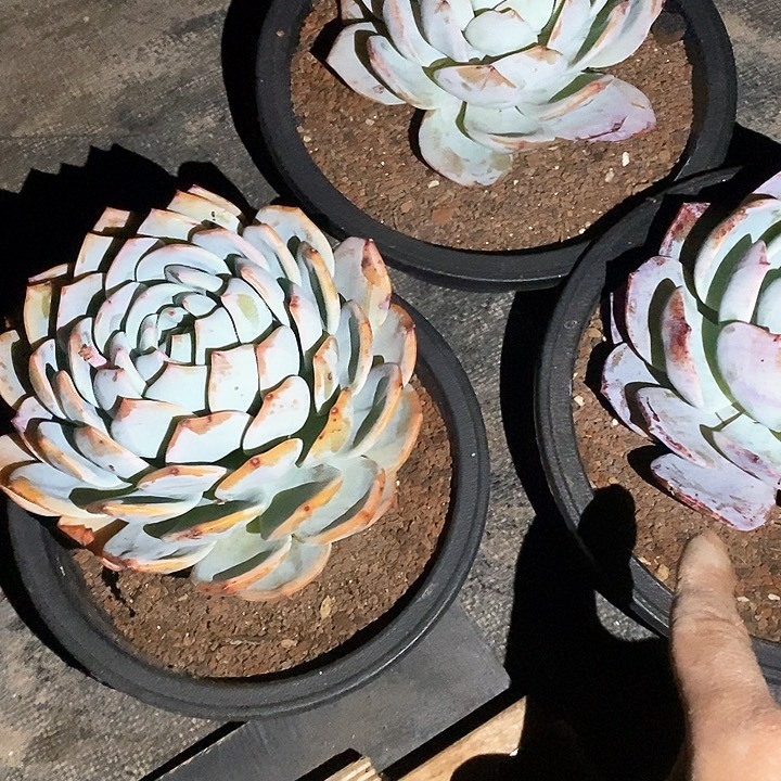 凤城多肉植物9-4