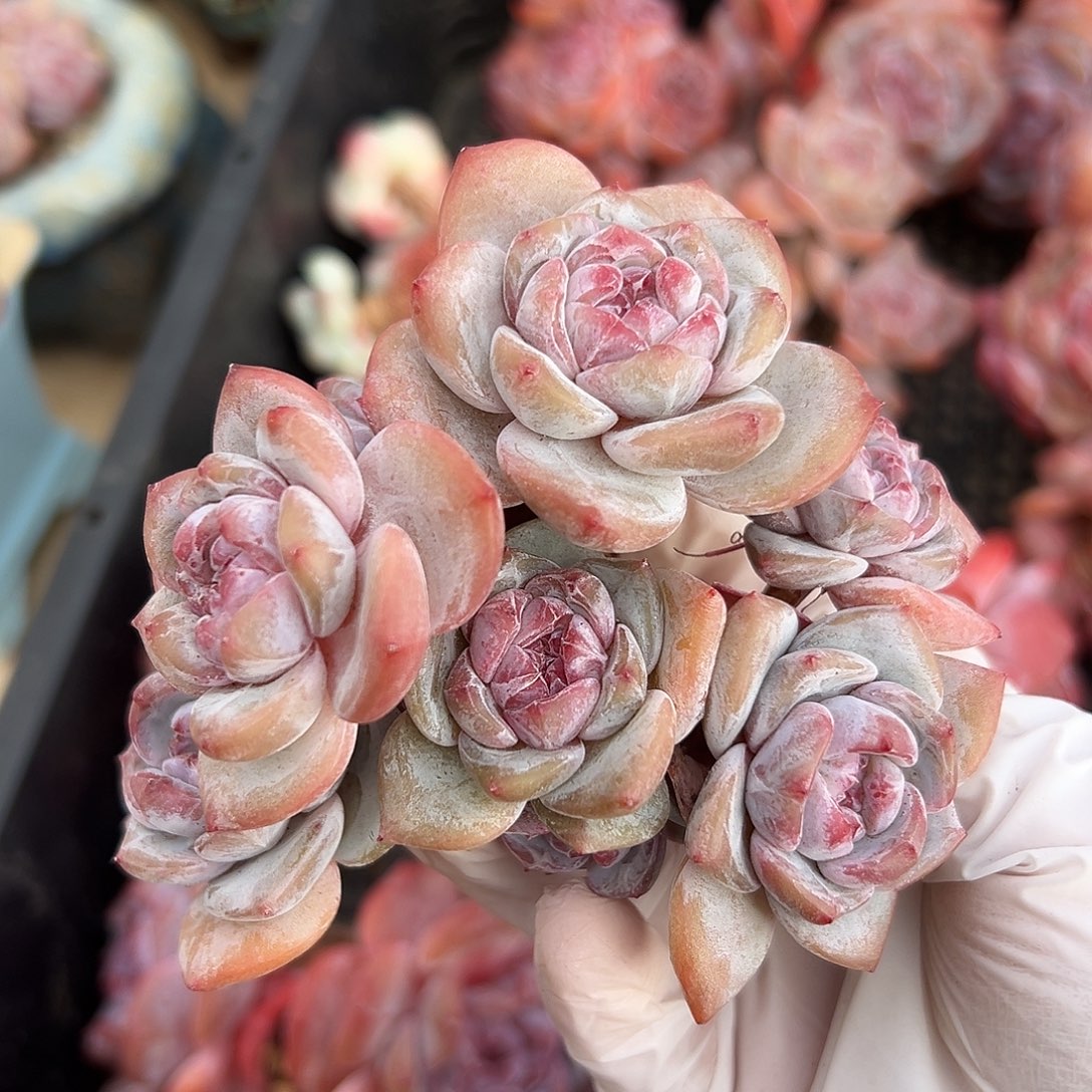 9头哈哈哈哈哈哈哈哈