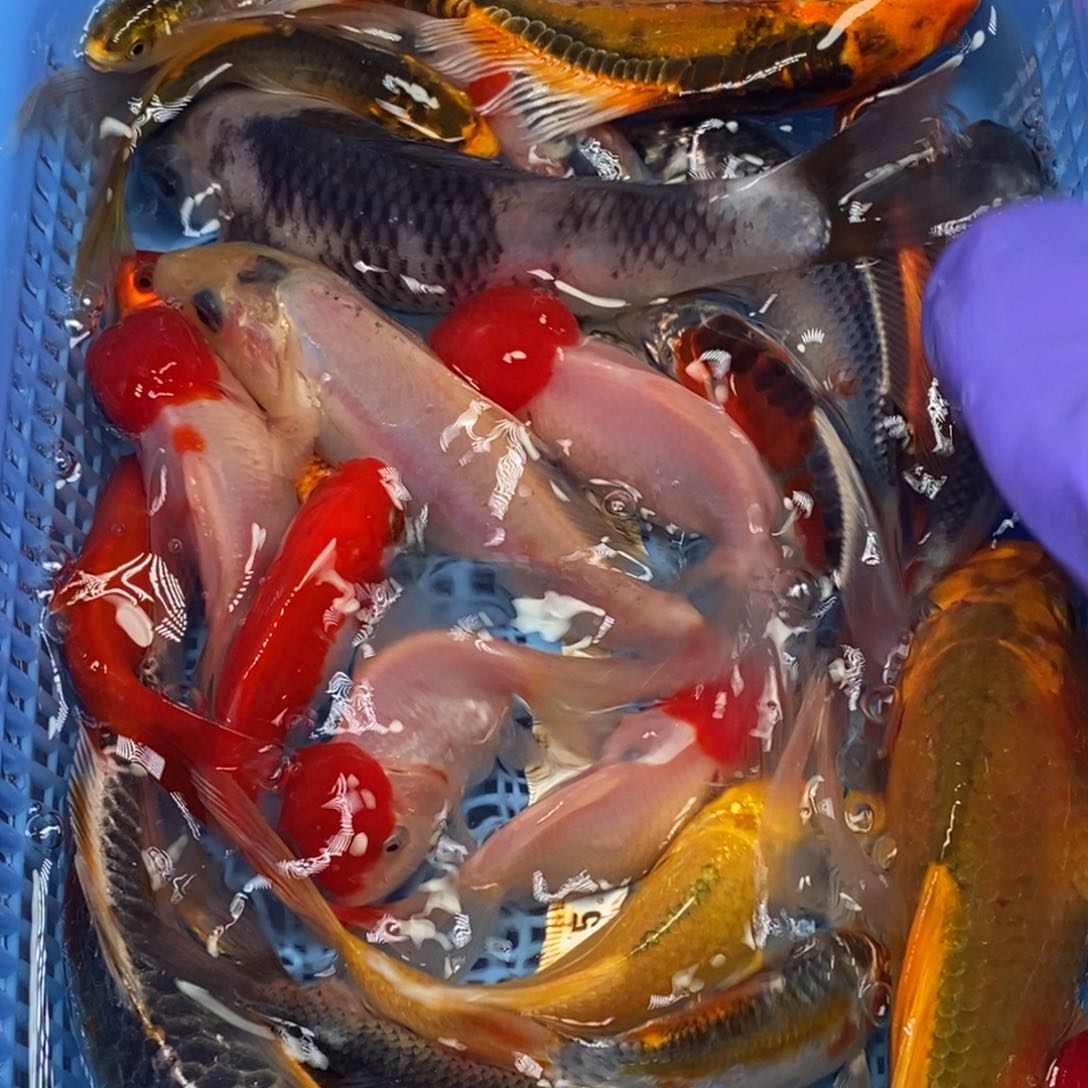 锦鲤冷水锦鲤包邮