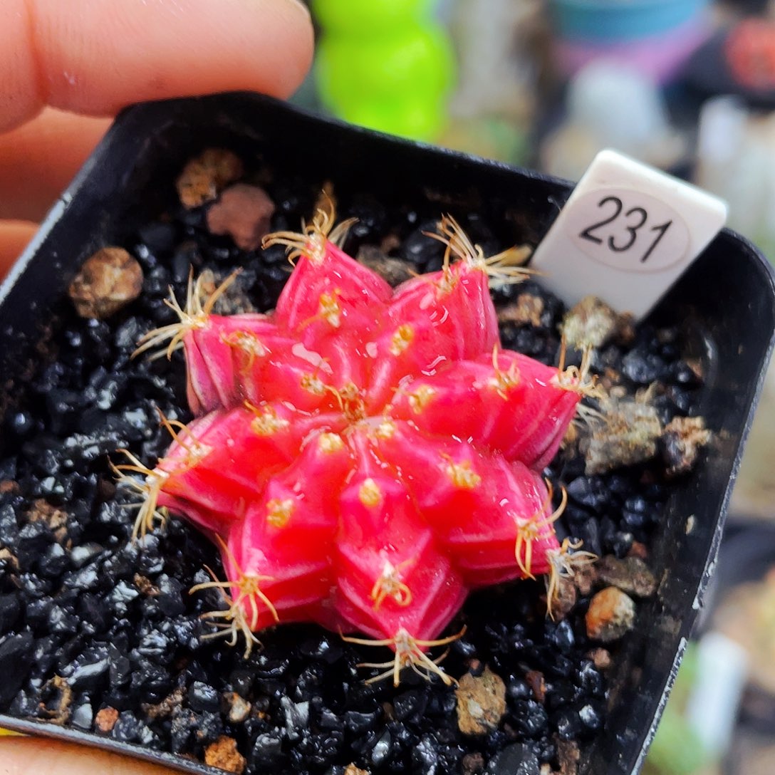 非偏远地区满25包邮仙人球