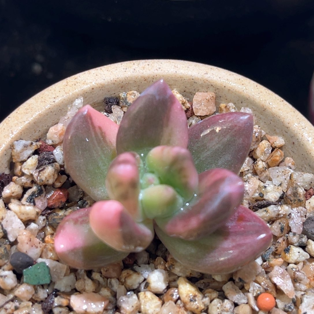 多肉特价紫丽殿锦无根