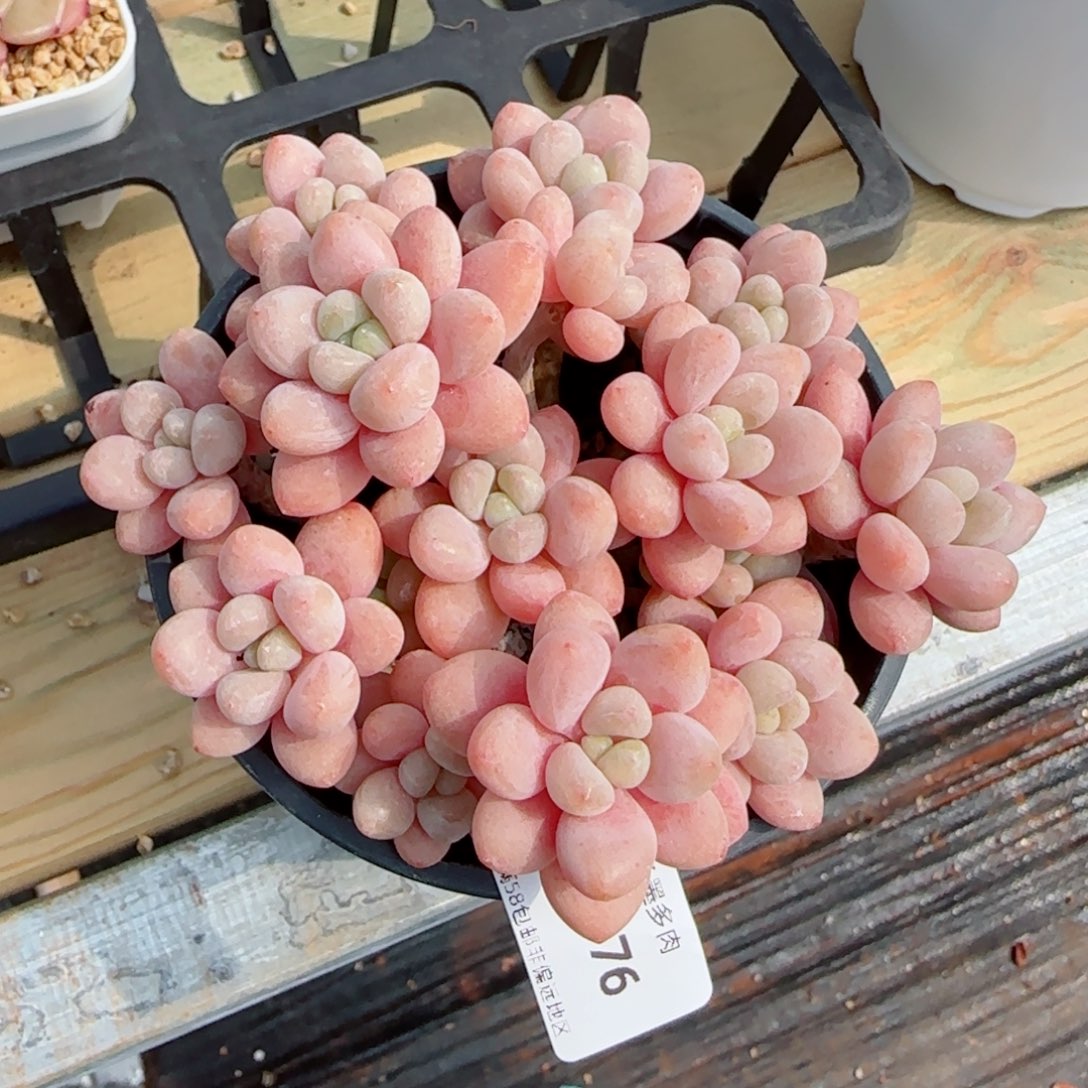 鱼子酱，7376多肉