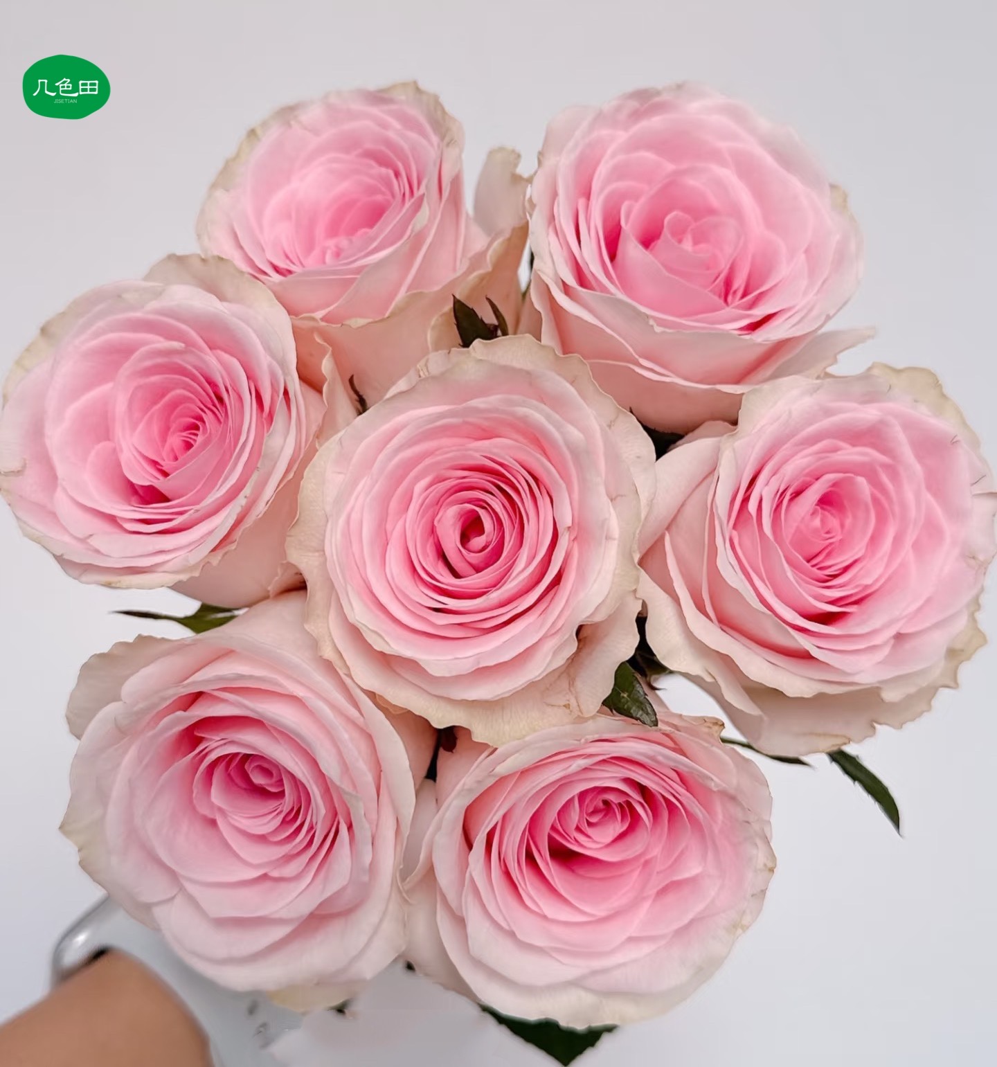 蒂娜----单头玫瑰云南直发鲜花云南花插花鲜花 