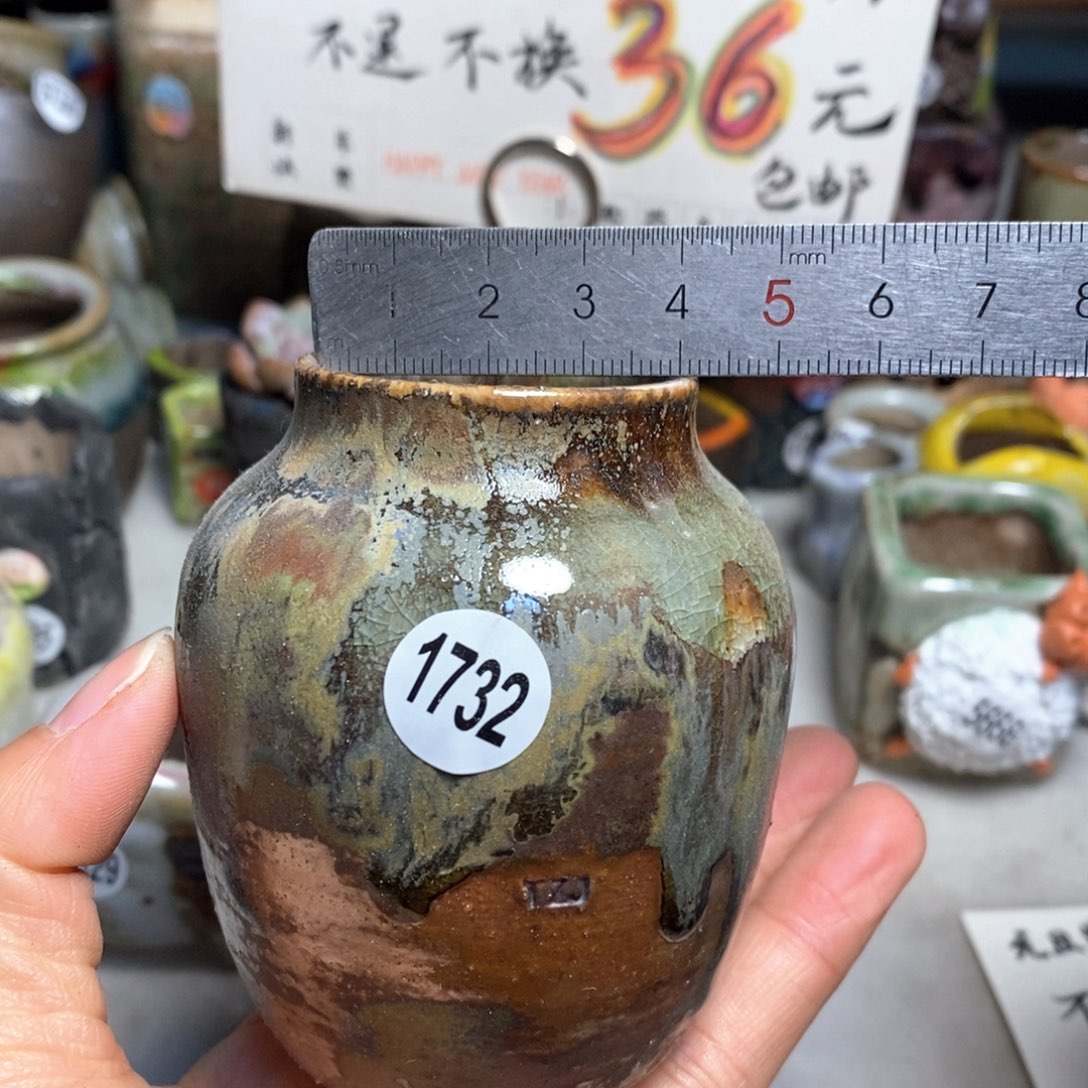 花盆拍3送一个小礼物