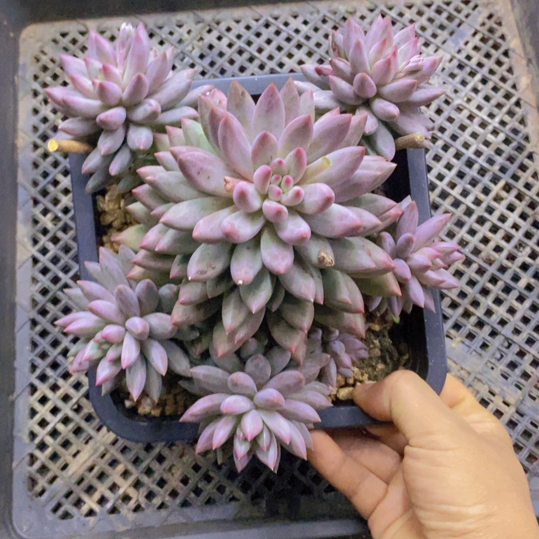 多肉植物多肉植物