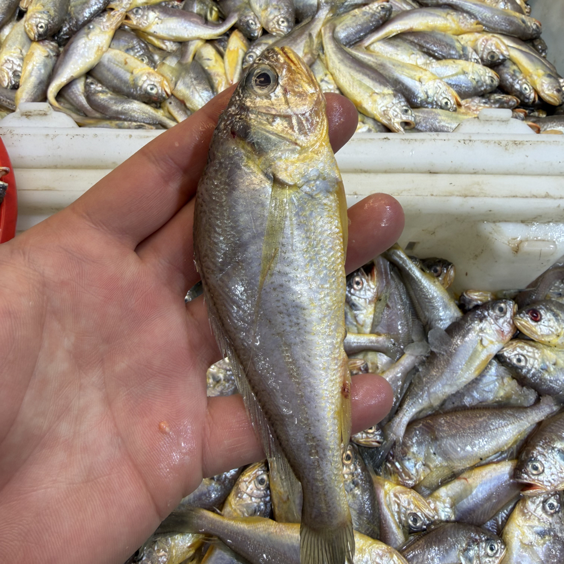 大连渤海纯野生小黄花鱼（有破肚大小混发）顺丰包邮