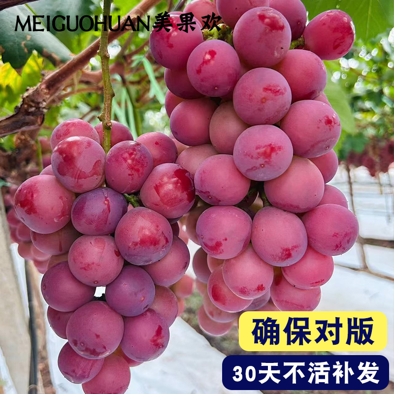 美果欢 寒香蜜葡萄树苗四季盆栽无籽阳光玫瑰苗南北方易活种植