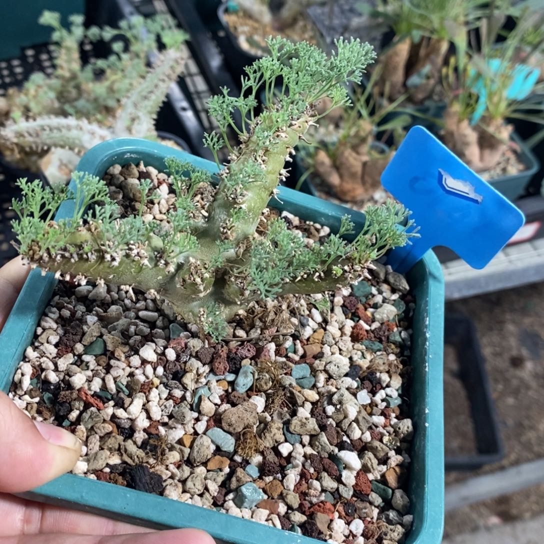 白皮越界多肉植物