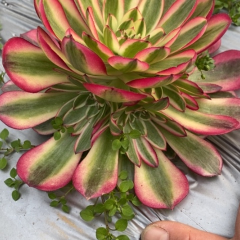 213倾城满25包邮多肉