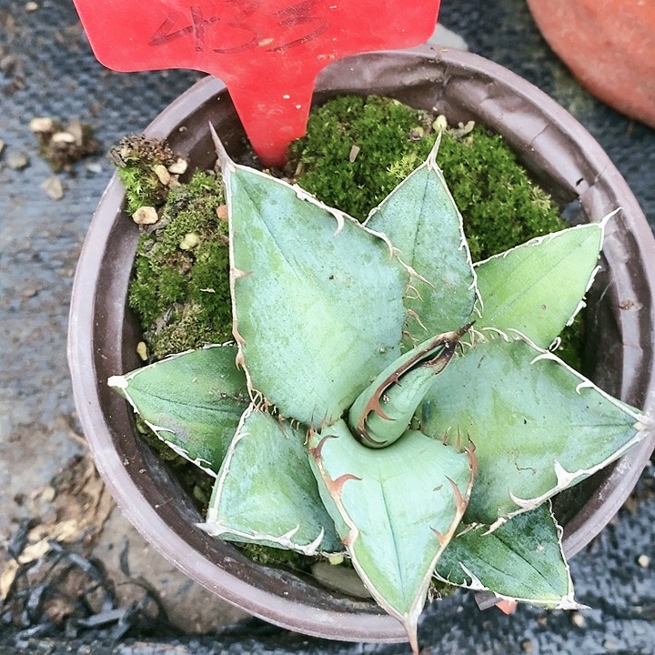 【闪购商品】无花朵龙舌兰绿肌仁王冠