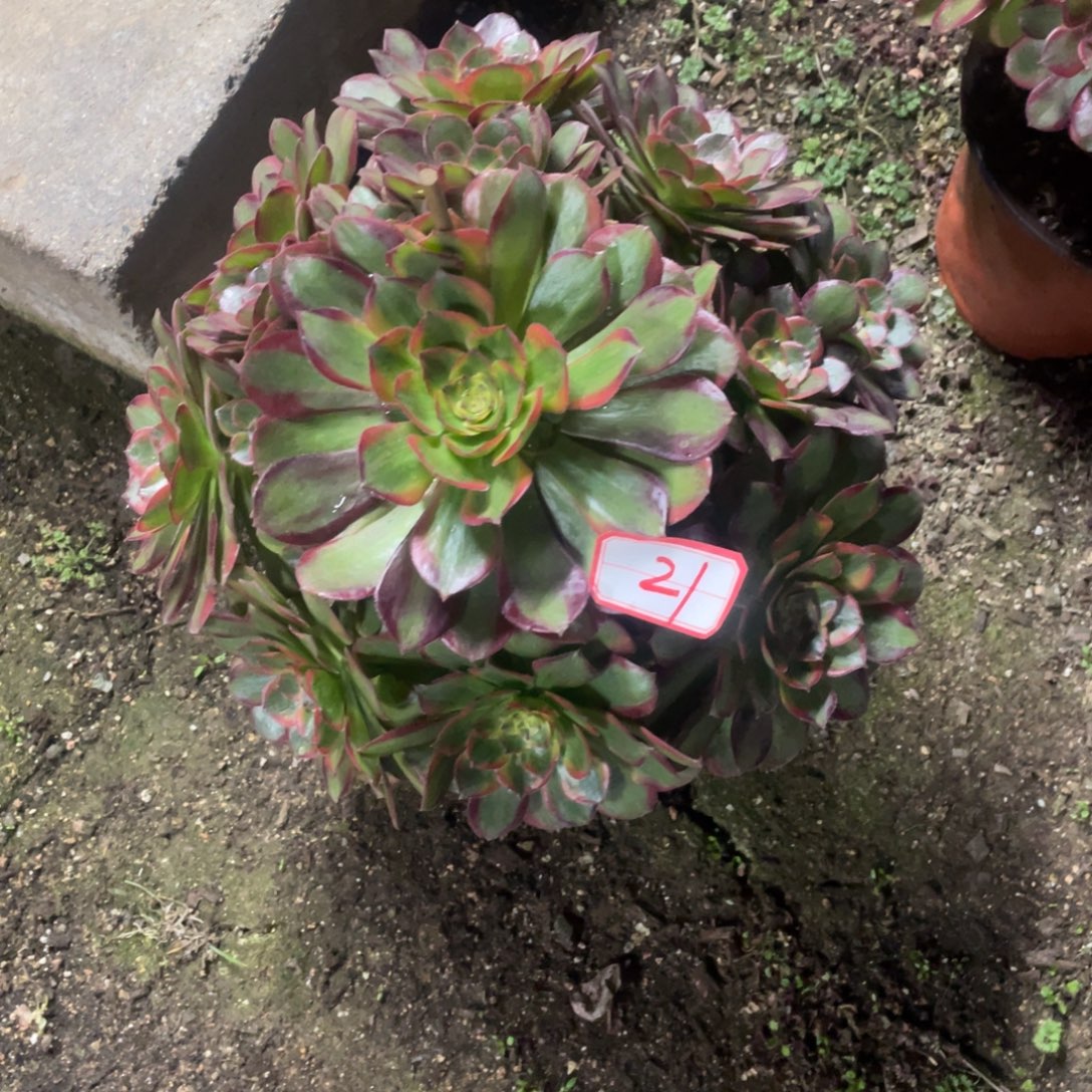 21号火狐法师多肉