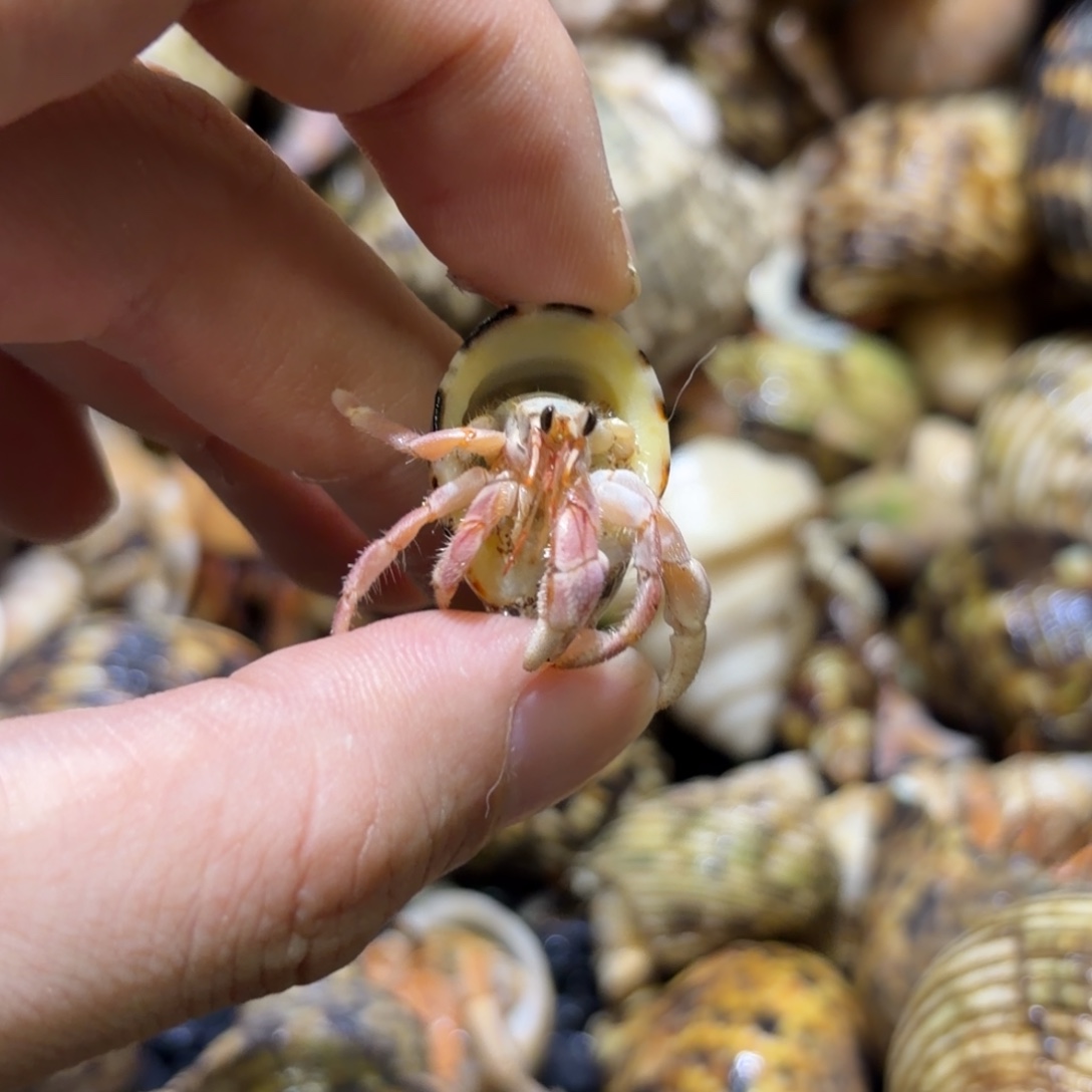 活体宠物 不退不换 12