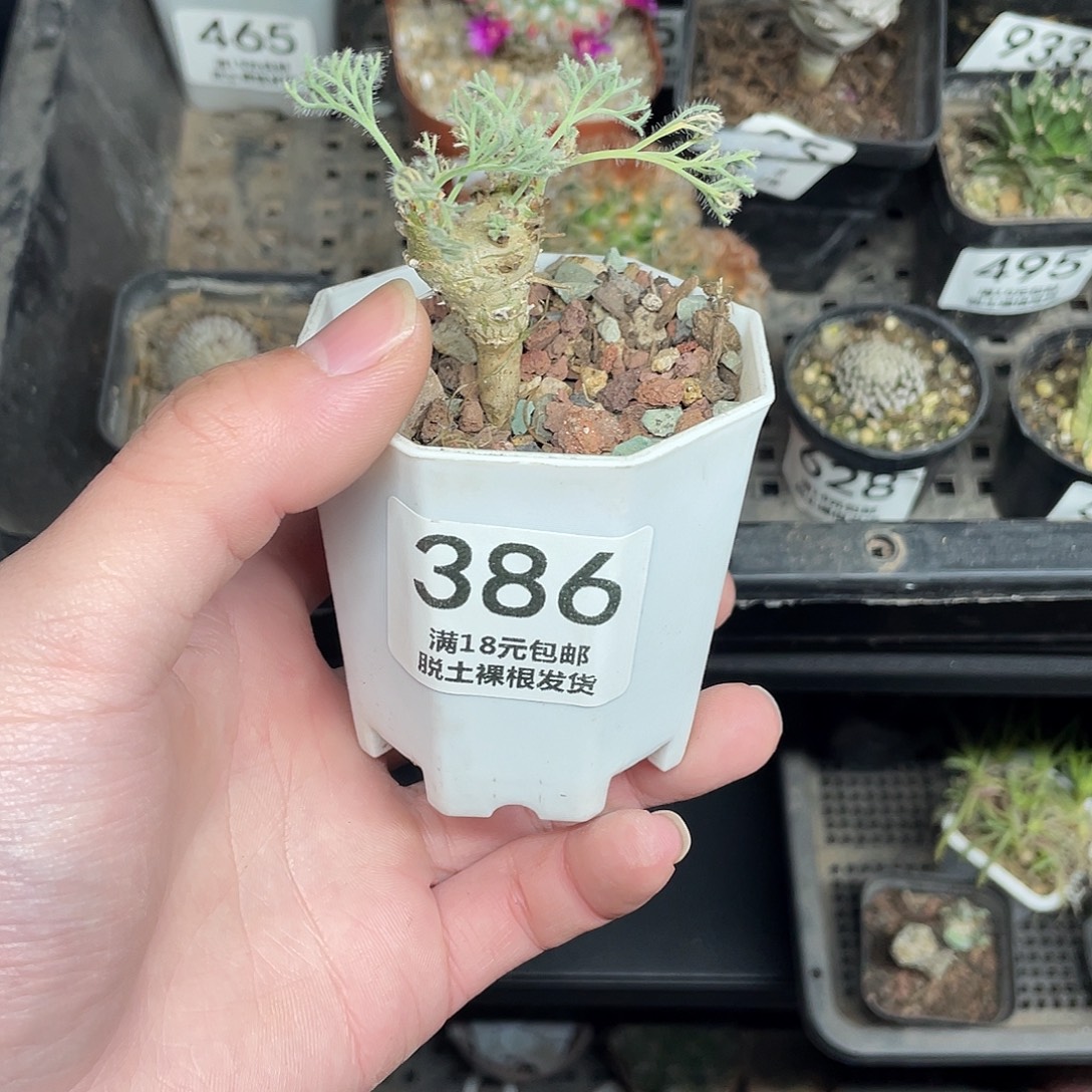 386白皮月界（满18包邮）