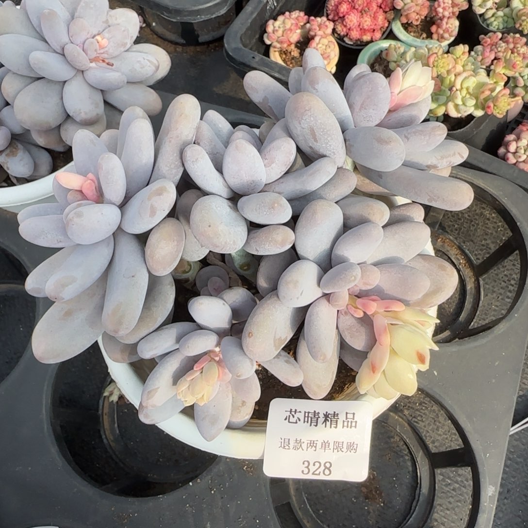 闪购精品多肉328号