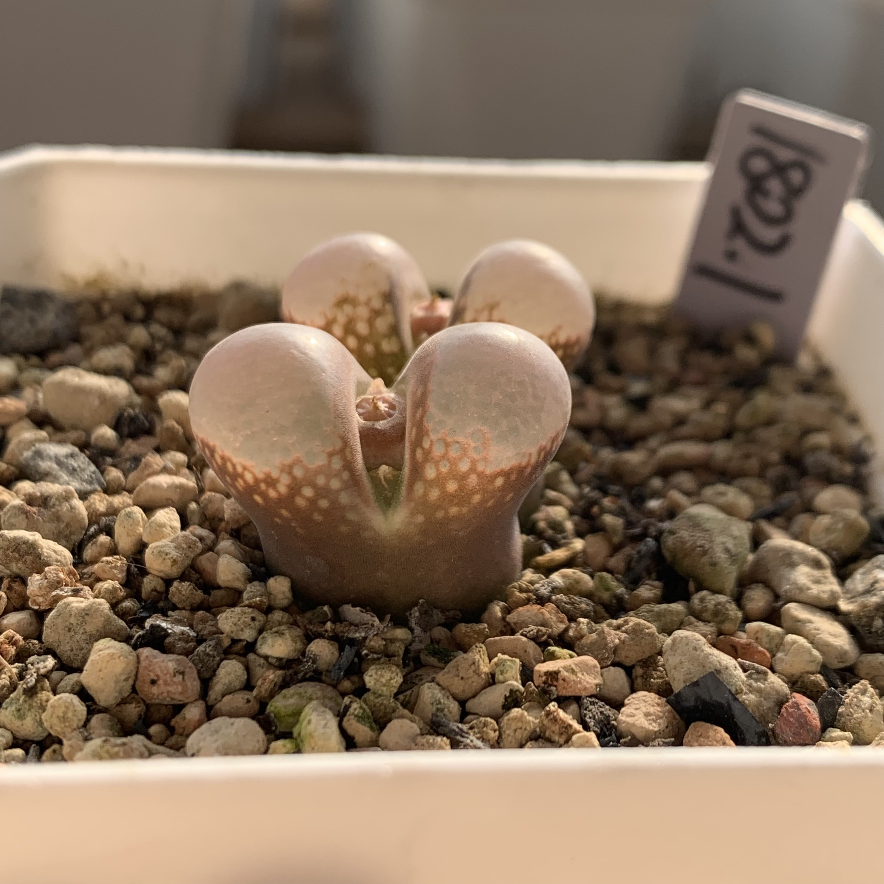 黑眼豆豆1802.1，多肉