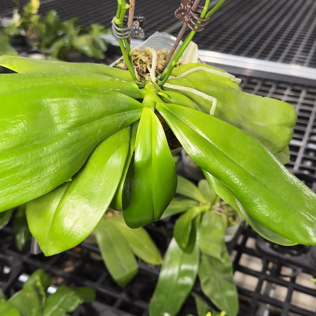 无花朵红白跳3.5 叶损