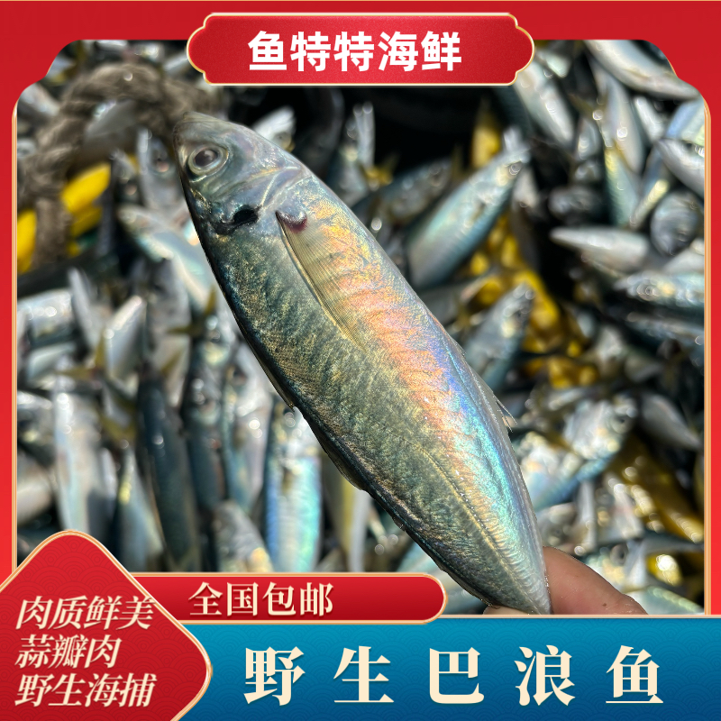 巴浪鱼竹夹鱼福建渔民海捕野生巴浪鱼