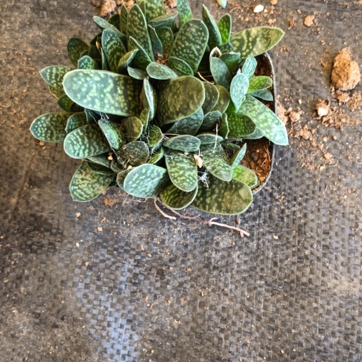 子宝一物一拍248号