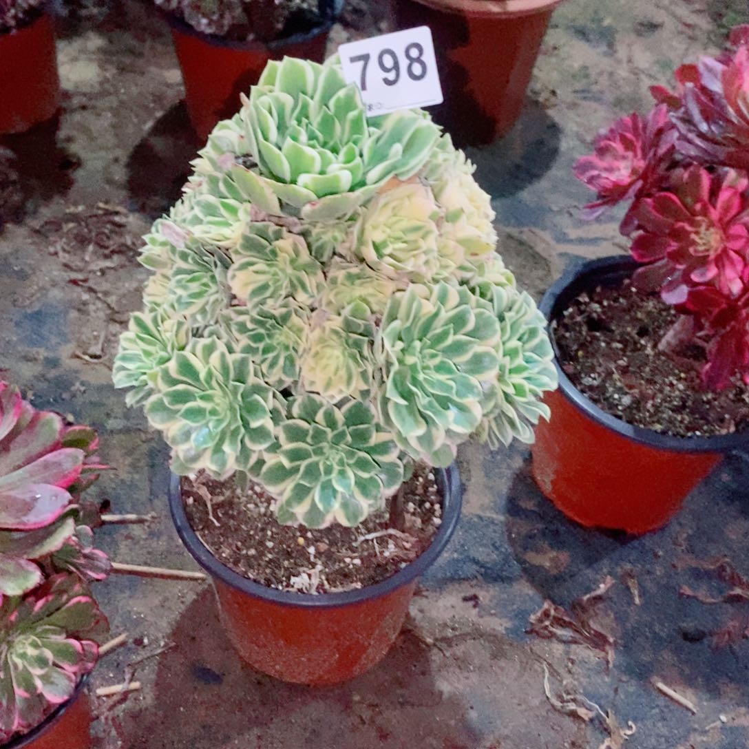 艳凝798多肉1111