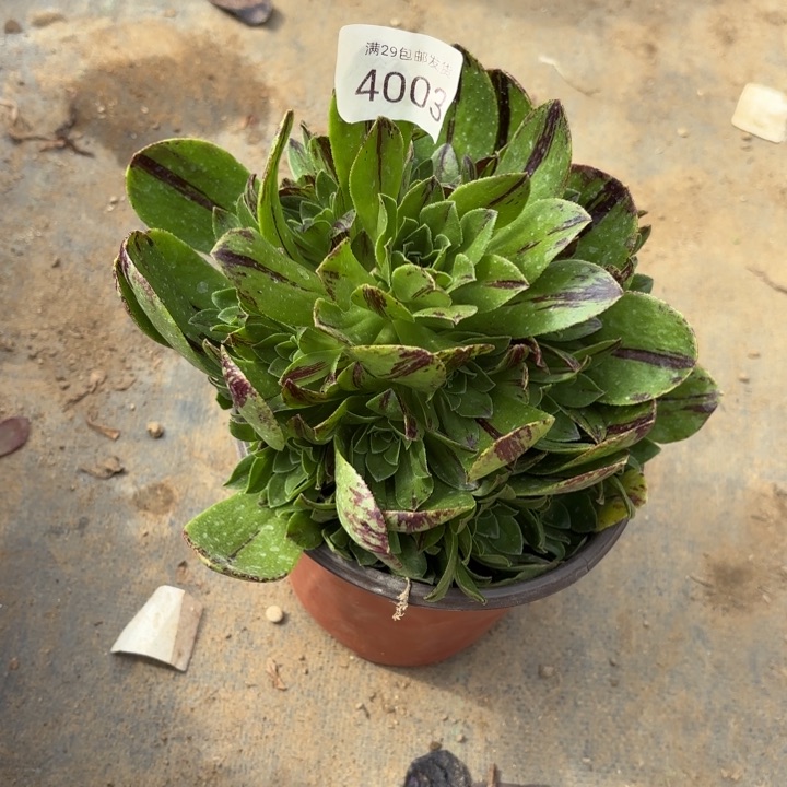 碧火多肉法师4003