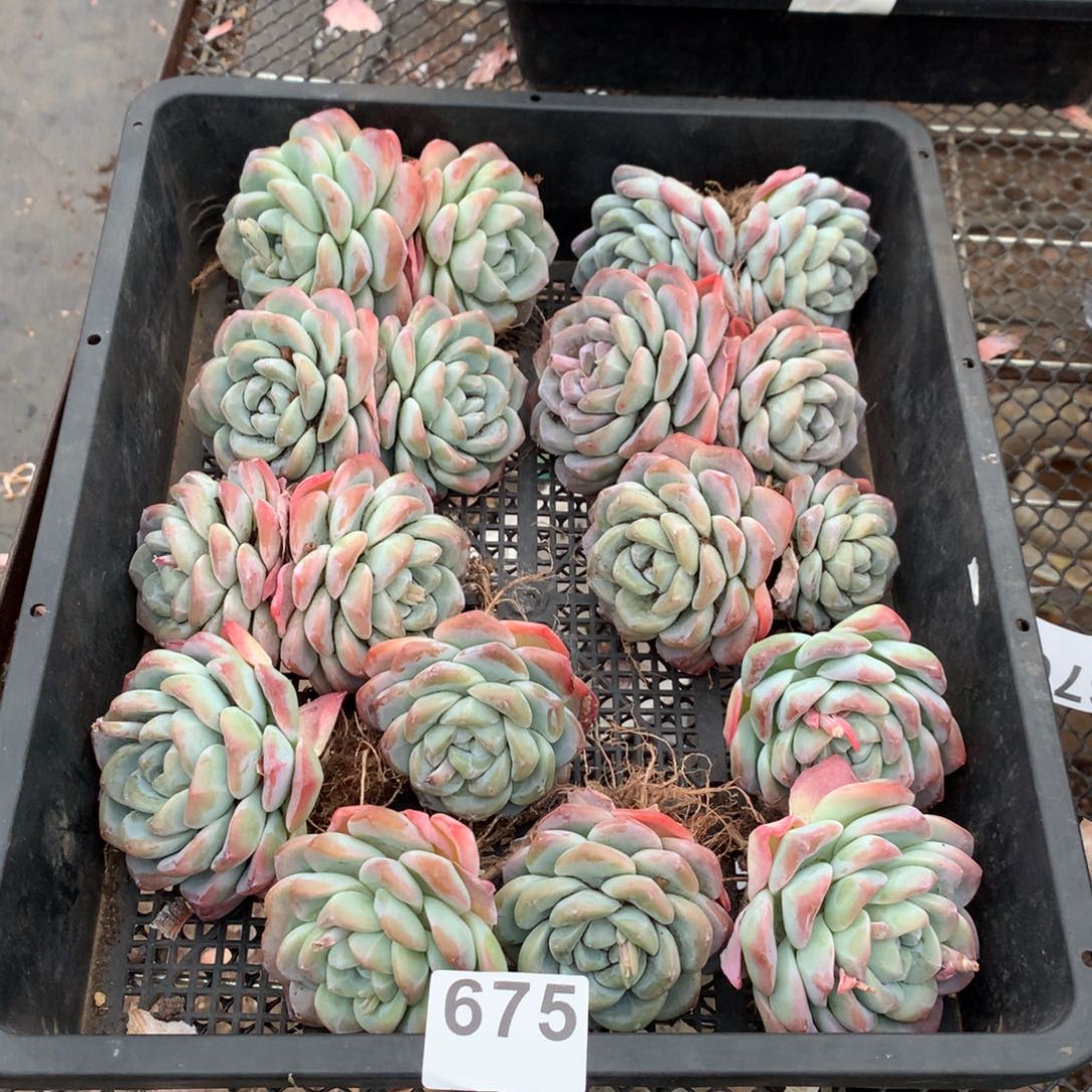 675橙子多肉植物组合
