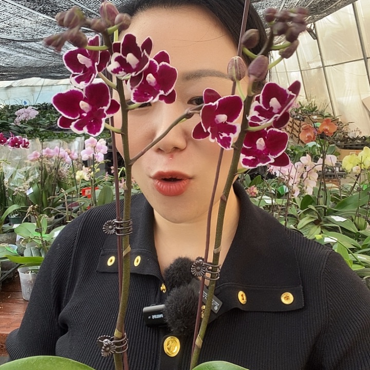 无花朵年年有余蝴蝶兰