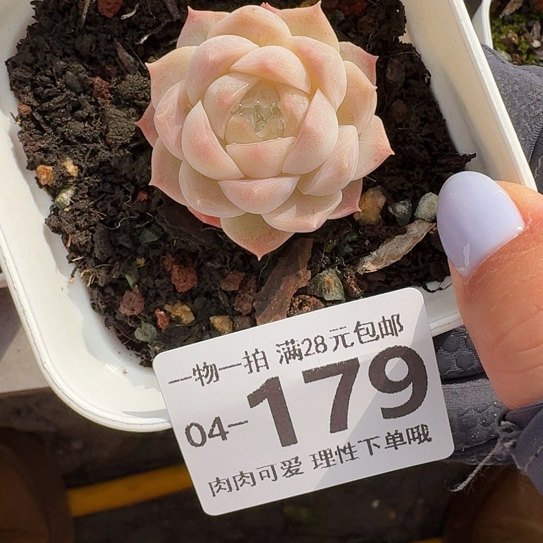 梦幻泡影无盆土发货无