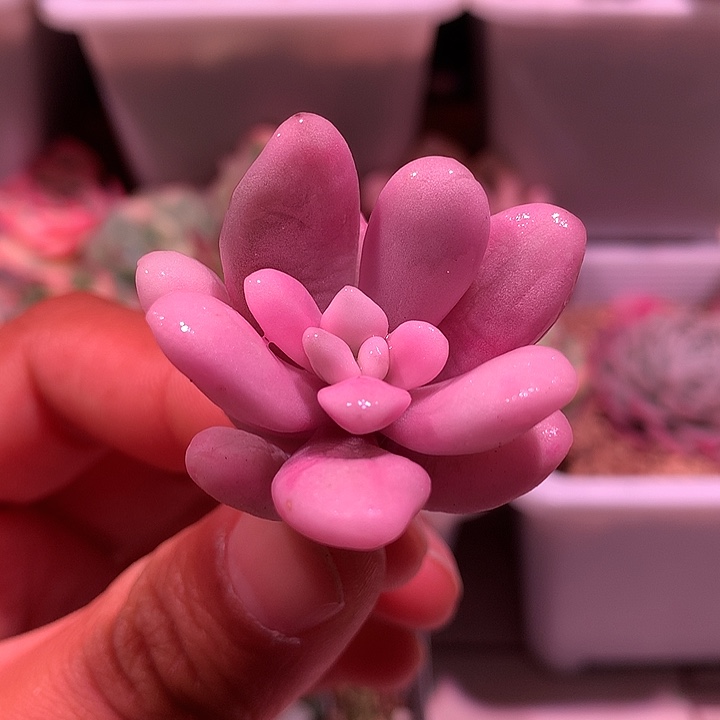 粉兔锦锦锦锦锦锦锦