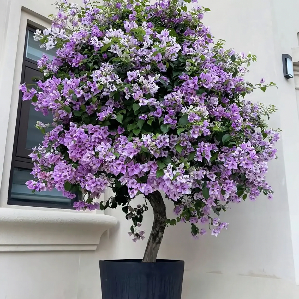 直播间三角梅一物一拍45号