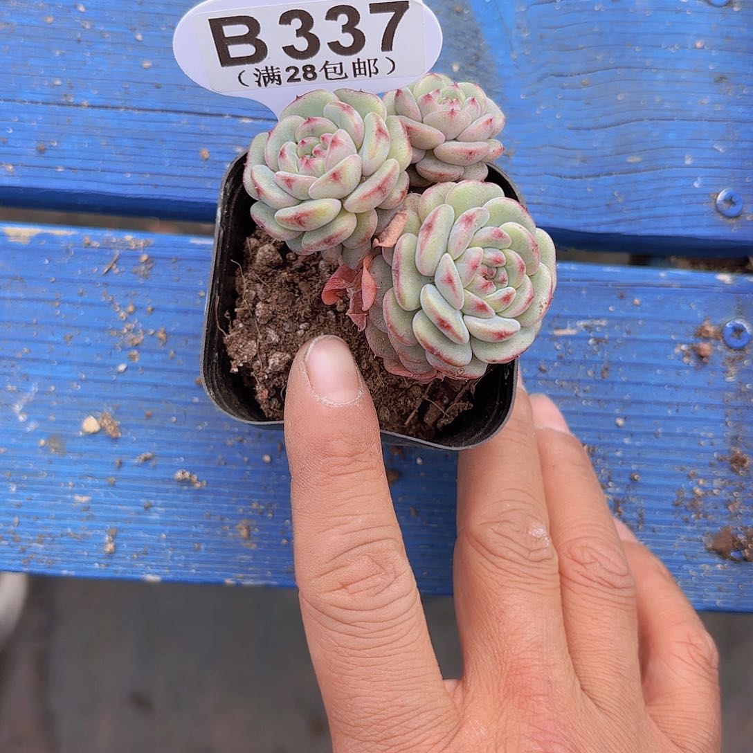 B337白胖子一物一拍