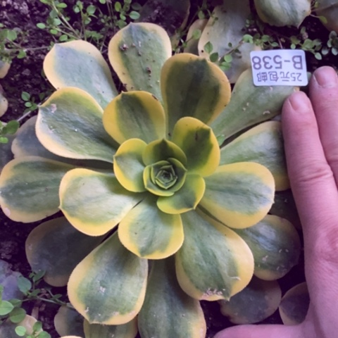 538香炉盘黄锦满25包邮多肉