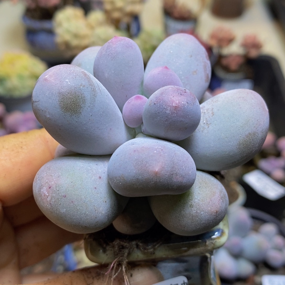 377 米可奶酪6 厘米