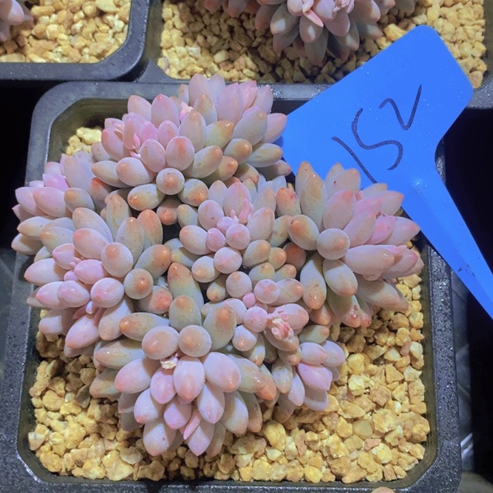 这个我就知道这点