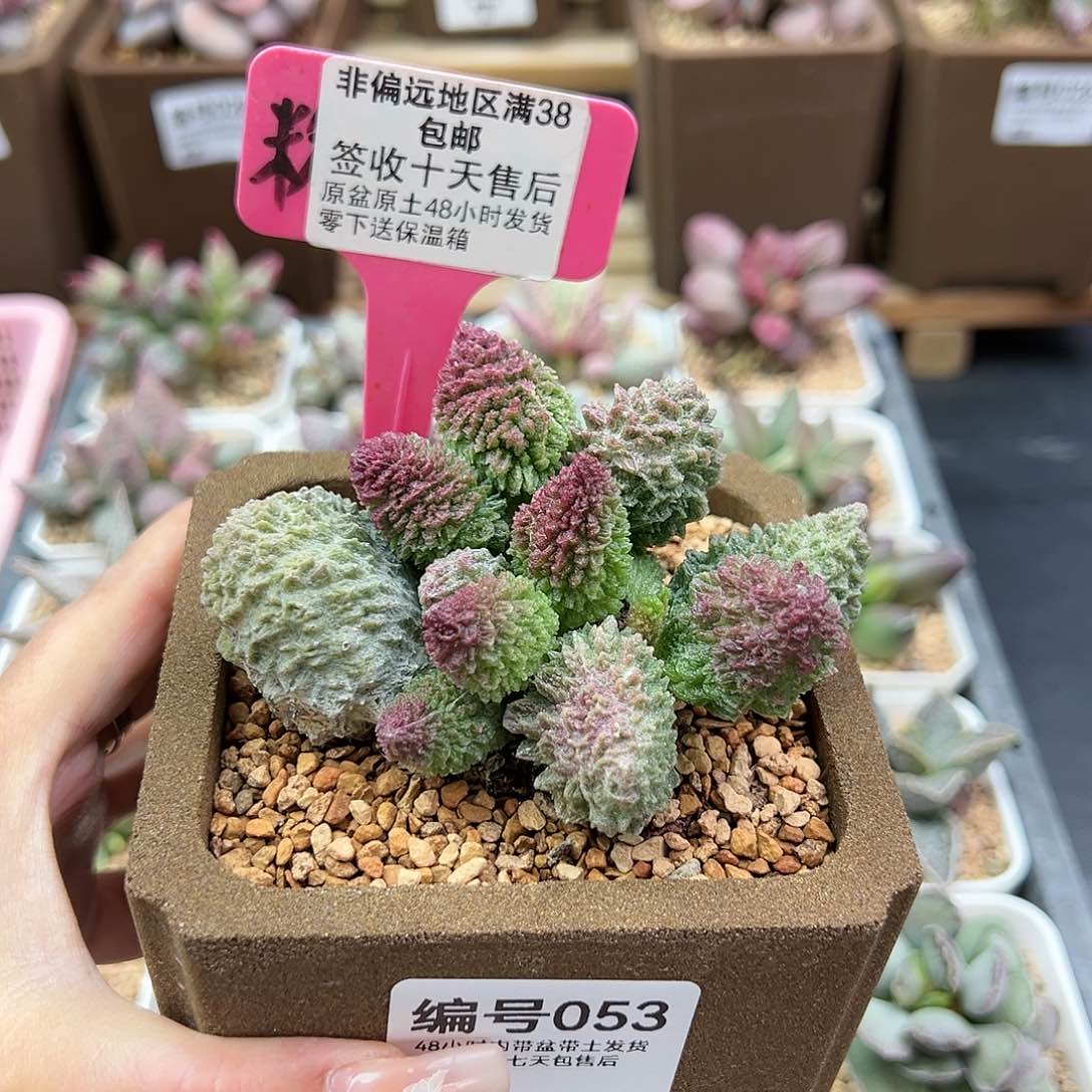 053朱紫玉多肉植物