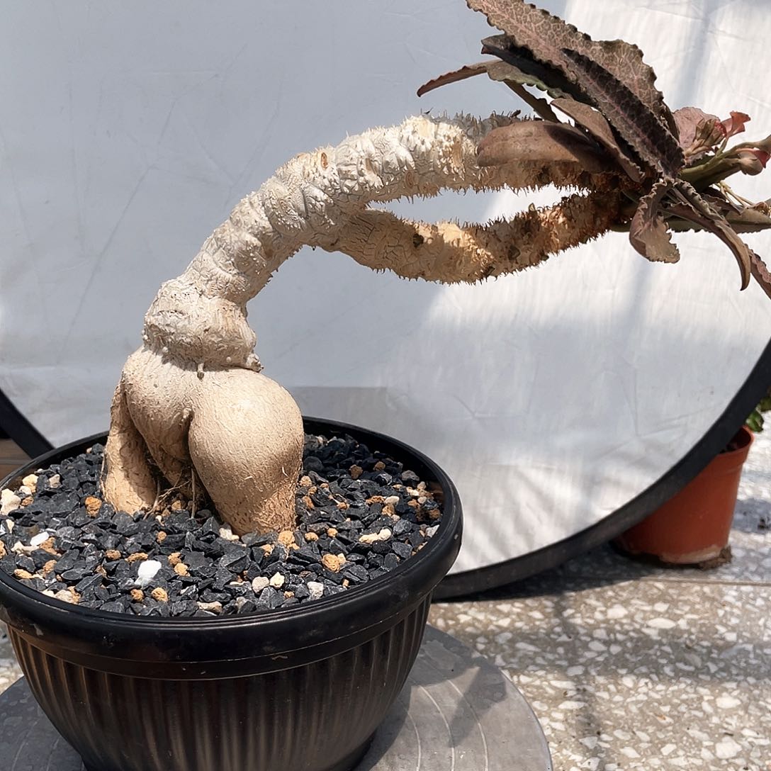 福利 彩叶麒麟66666666666666666