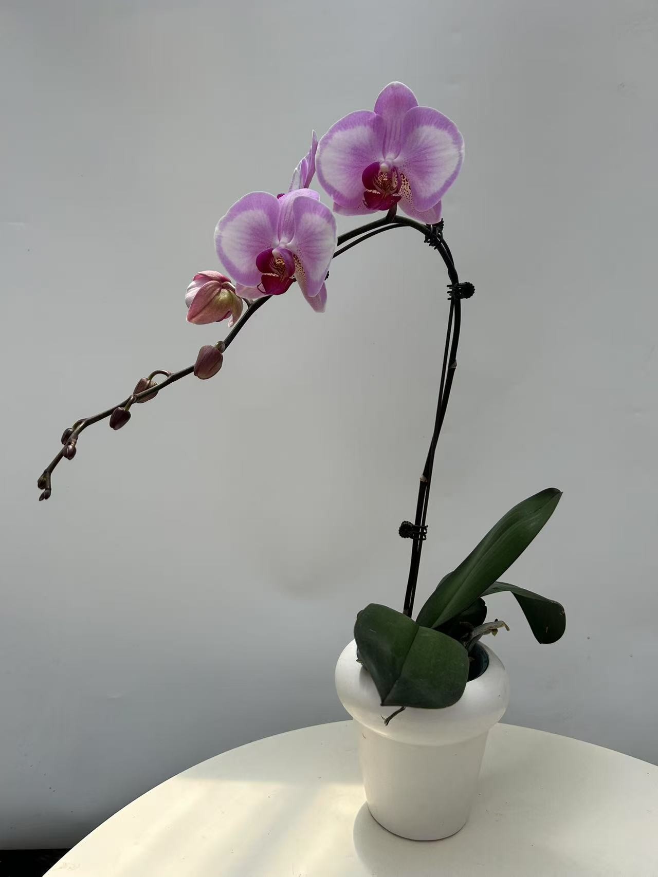 欢然花田蝴蝶兰（淑女）