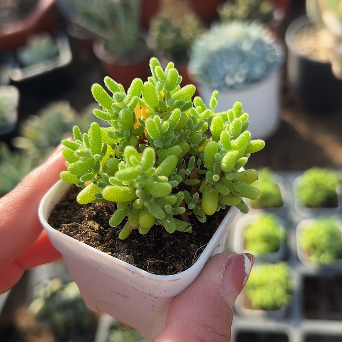 多肉植物多肉植物