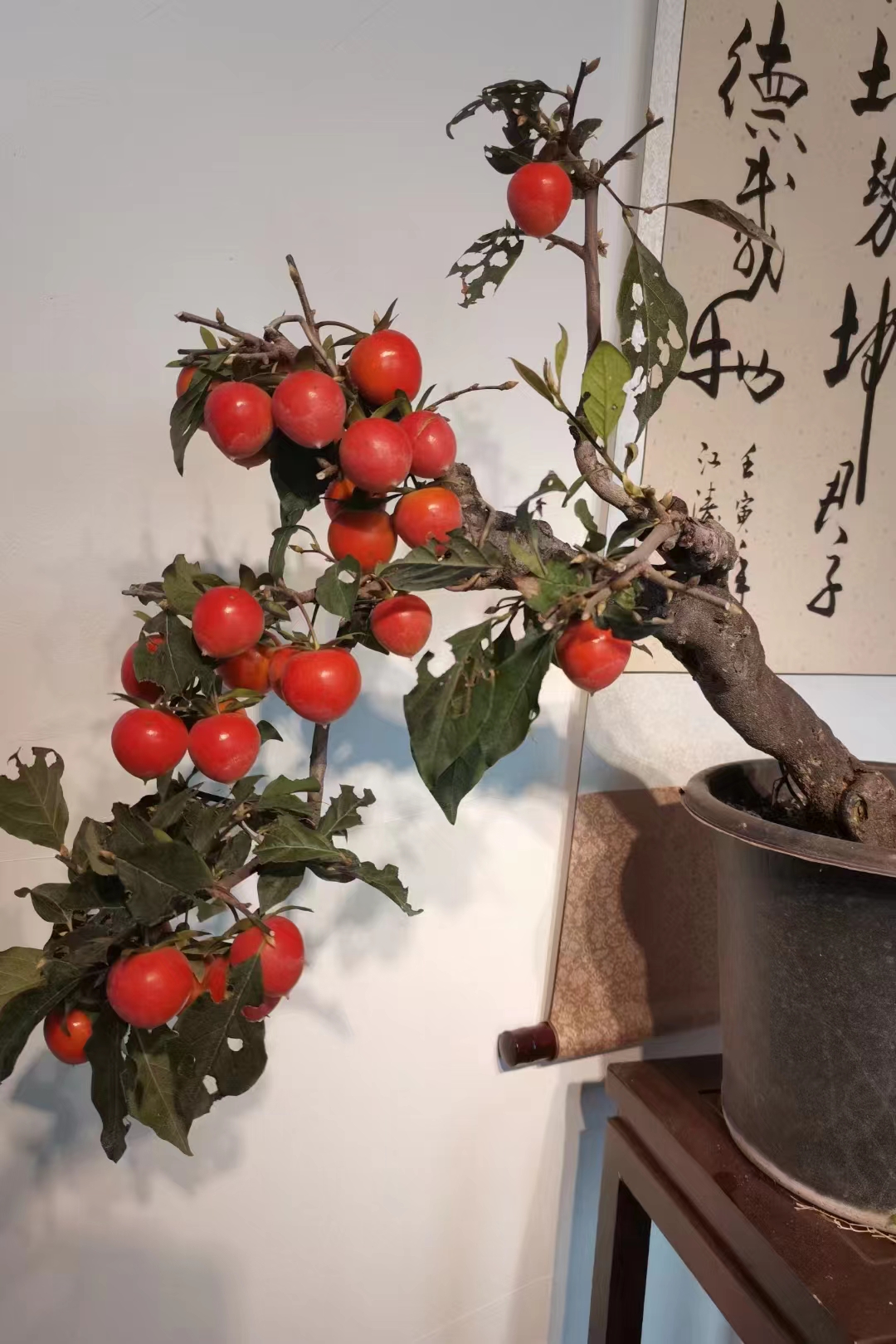 精品老鸦柿根艺盆栽