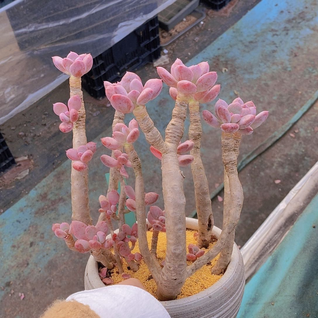 815多肉植物老桩