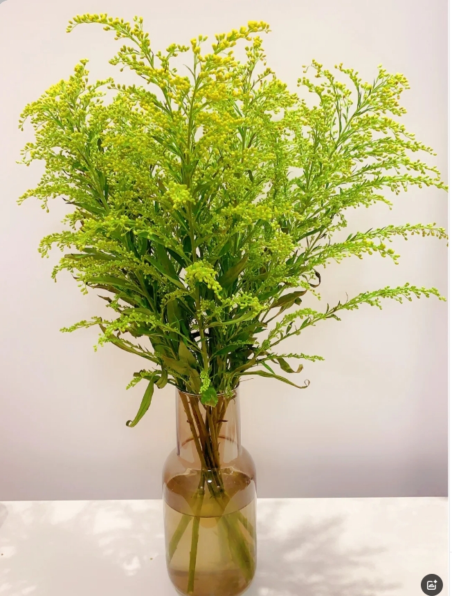 【配草】黄莺草一把＋营养液