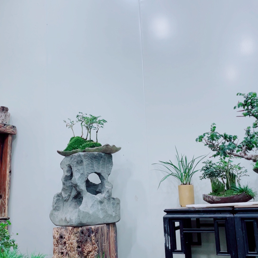 芝**k铁线蕨科植物的叶和叶