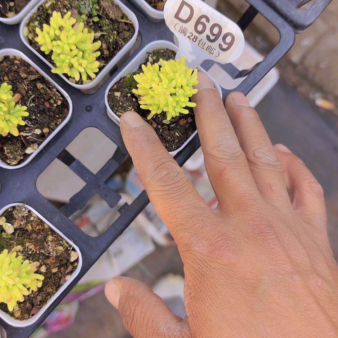 D699蜜桔糖球锦一物一拍