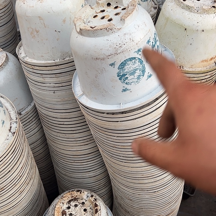 花开富贵口径24高16发8个