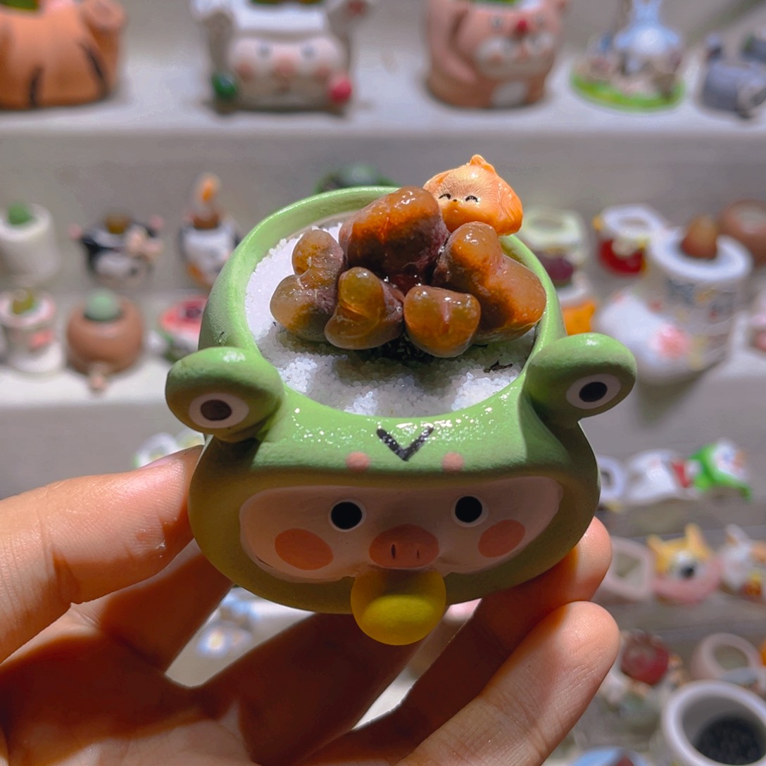 019高端多肉带盆土一套68