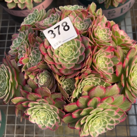 378莲花20厘米左右